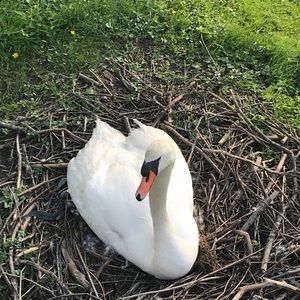 Meet your Posher, Renata